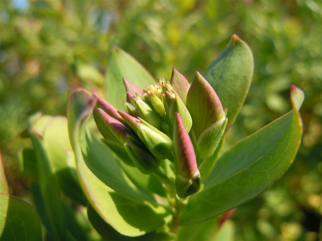 Polygala myrtifolia